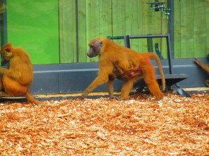 Fig. 1. Guinea baboons (Yorkshire Wildlife Park)