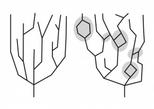 Fig. 4. Hierarchical (L.) and reticulate (R.) models of evolution (From Winder and Winder 2014)